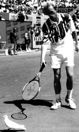 schaller_dove_rg95